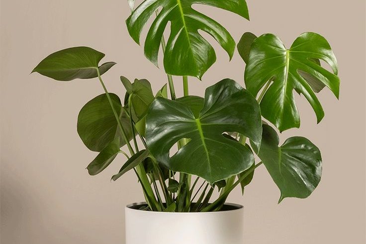 Monstera Deliciosa
