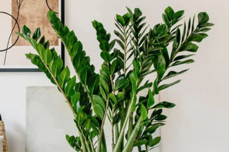 Zamioculcas zamiifolia