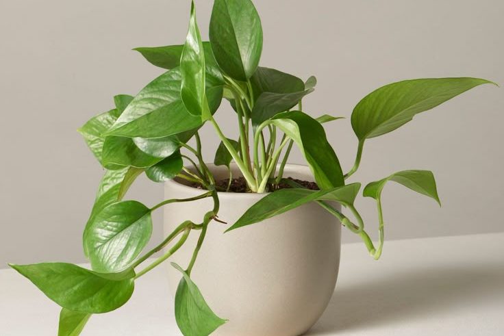Pothos