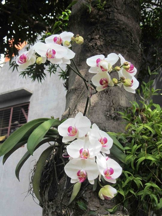 Bunga Anggrek Mekar