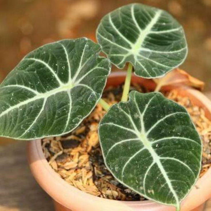hama daun