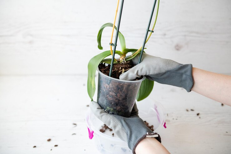 Repotting Tanaman Hias