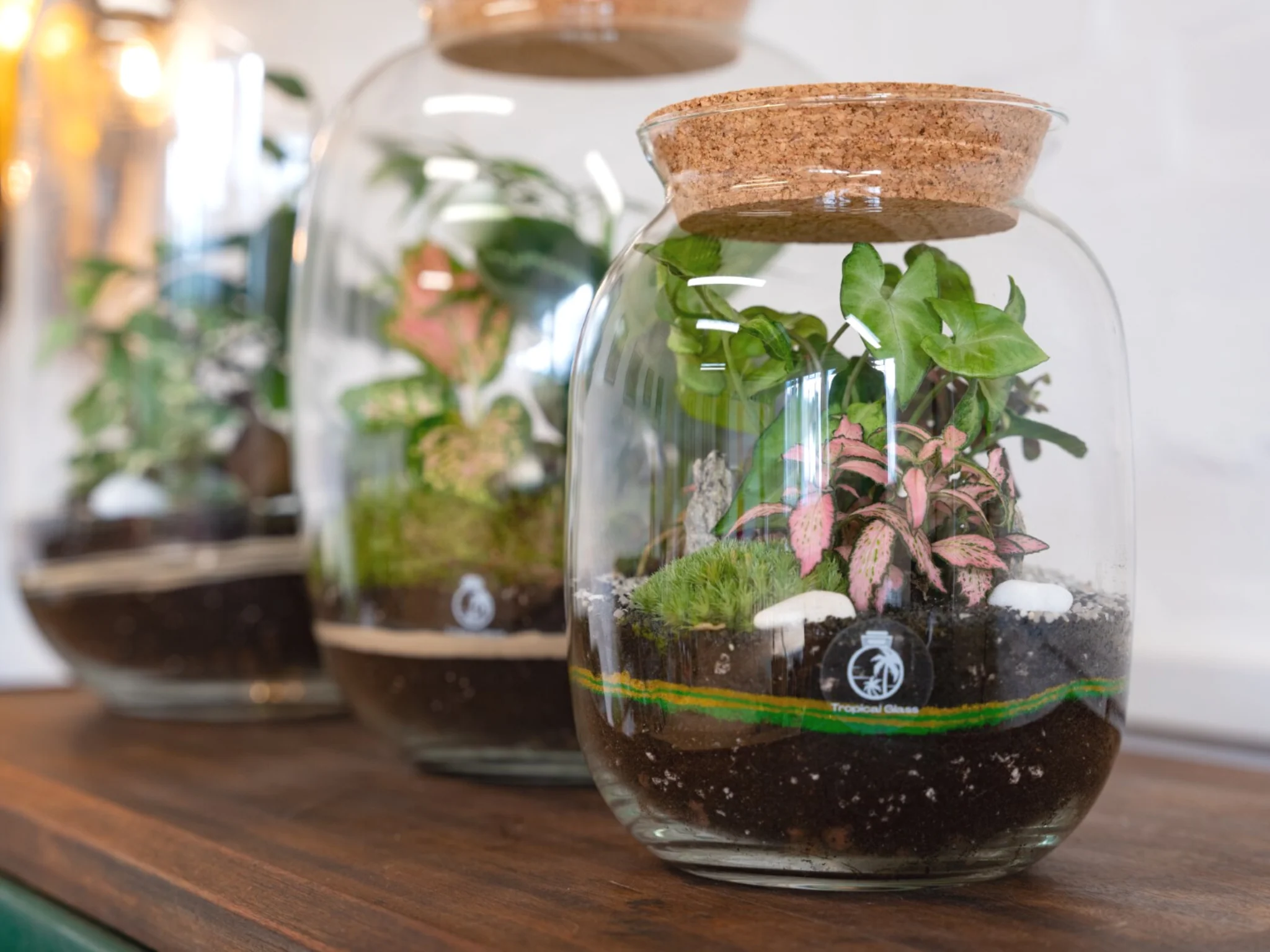 Terrarium Tanaman Hias Dekorasi Kaca Hijau Mini