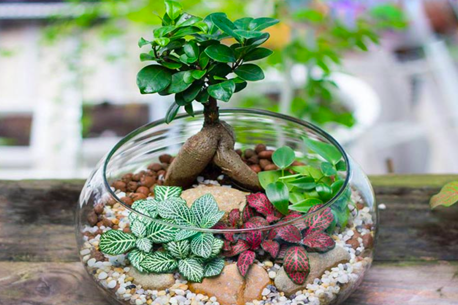 Terrarium Tanaman Hias Dekorasi Kaca Hijau Mini