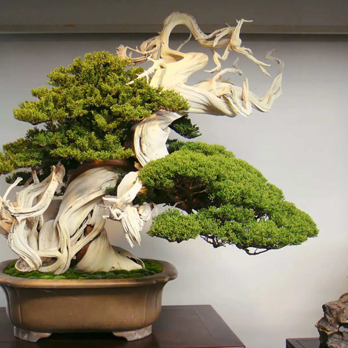 keindahan pohon bonsai