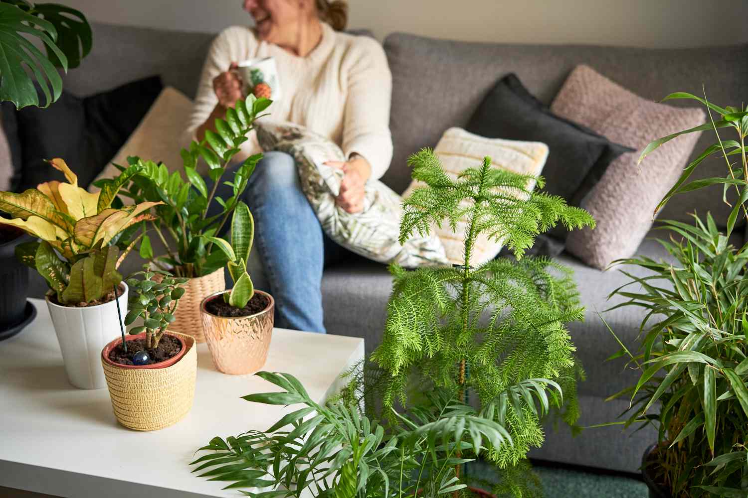Indoor Plants Gaya Hidup Hijau Dalam Ruangan