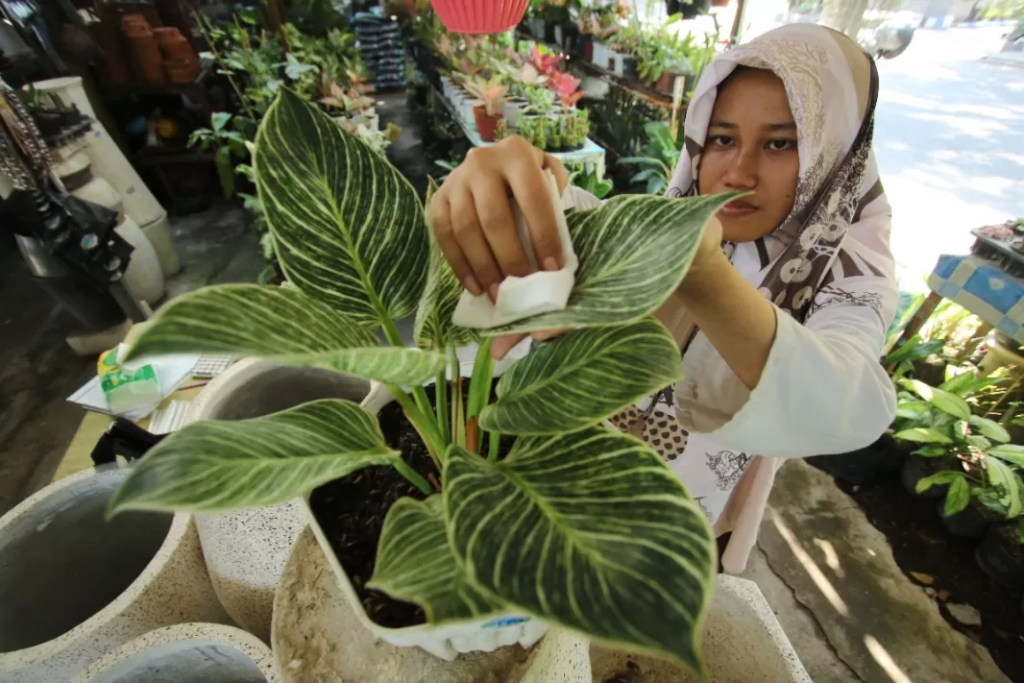5 Cara Rawat Philodendron Birkin Tetap Cantik 2026