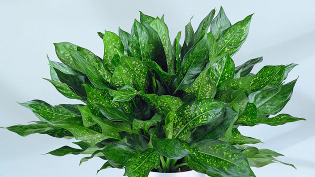 7 Aglaonema Jungle Prayer Tanaman Hias Cantik