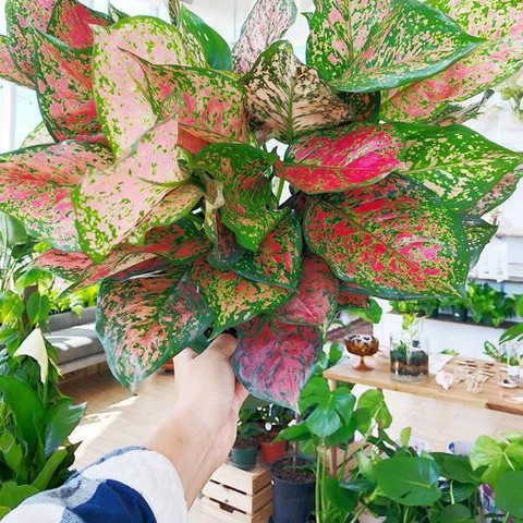 7 Aglaonema Jungle Prayer Tanaman Hias Cantik