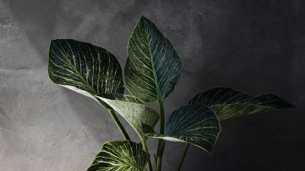 5 Cara Rawat Philodendron Birkin Tetap Cantik 2026