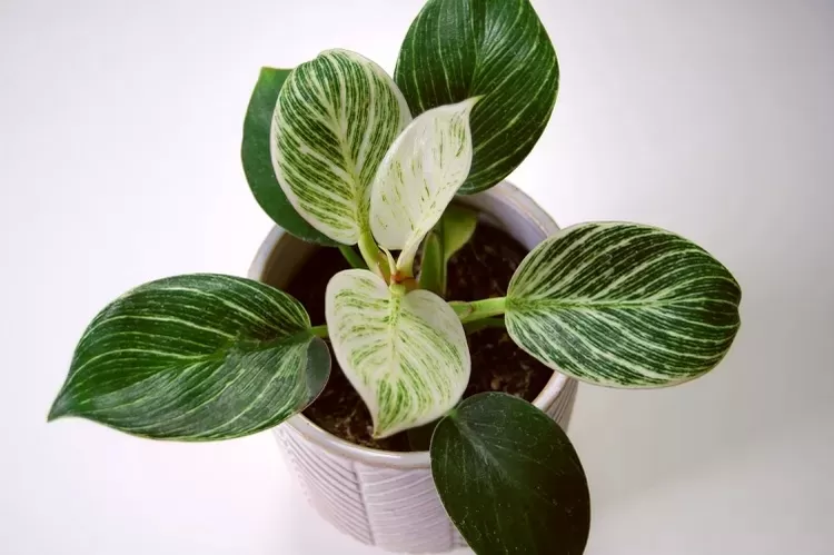 5 Cara Rawat Philodendron Birkin Tetap Cantik 2026