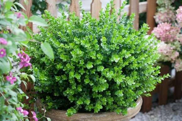 Rahasia Patio Boxwood Boom Taman Cantik 2026