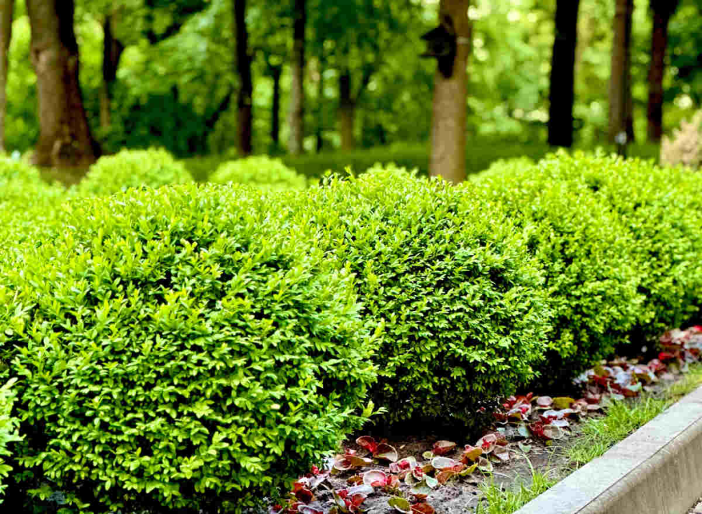 Rahasia Patio Boxwood Boom Taman Cantik 2026