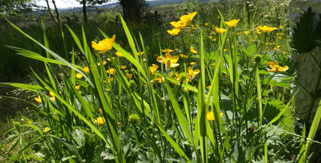 5 Ide Rewilding Garden Maksimalis di Rumah 2026