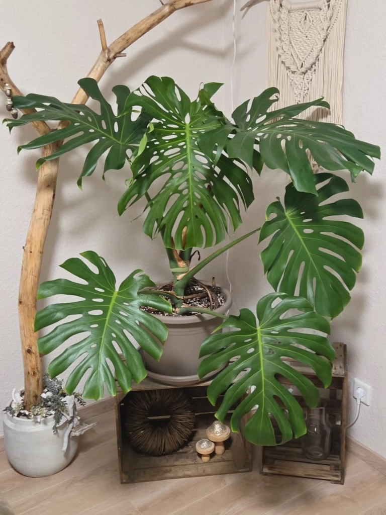Bukan Sekadar Cantik, 5 Combo Monstera Pothos Ini Wajib Ada di Rumahmu