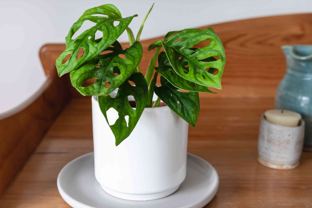Bukan Sekadar Cantik, 5 Combo Monstera Pothos Ini Wajib Ada di Rumahmu