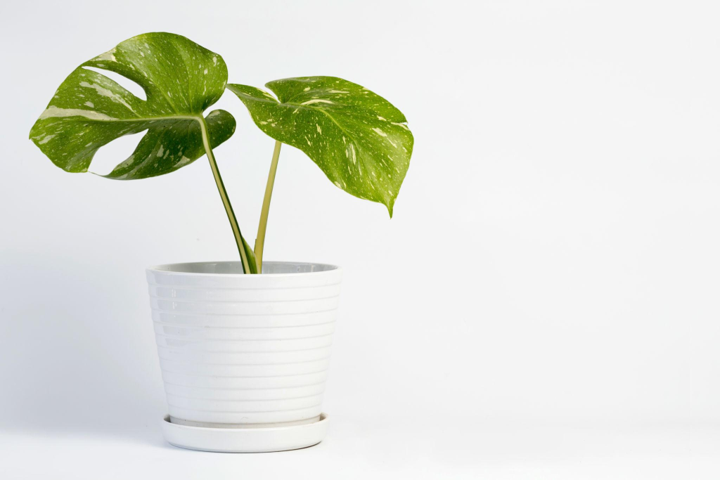 Bukan Sekadar Cantik, 5 Combo Monstera Pothos Ini Wajib Ada di Rumahmu
