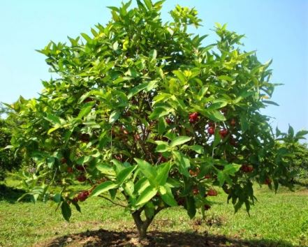 Pohon Buah