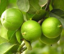 Pohon Buah