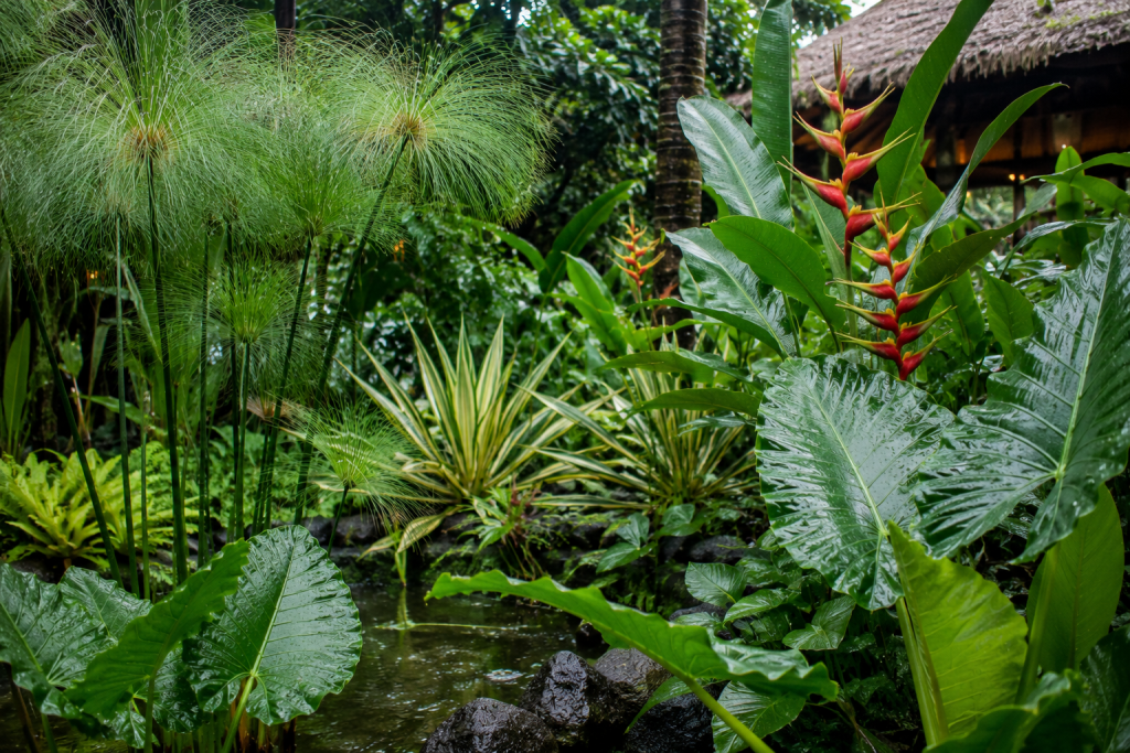 Jangan Tunggu Banjir, Rain Garden 2026 Bisa Selamatkan Halamanmu Mulai 1 M²