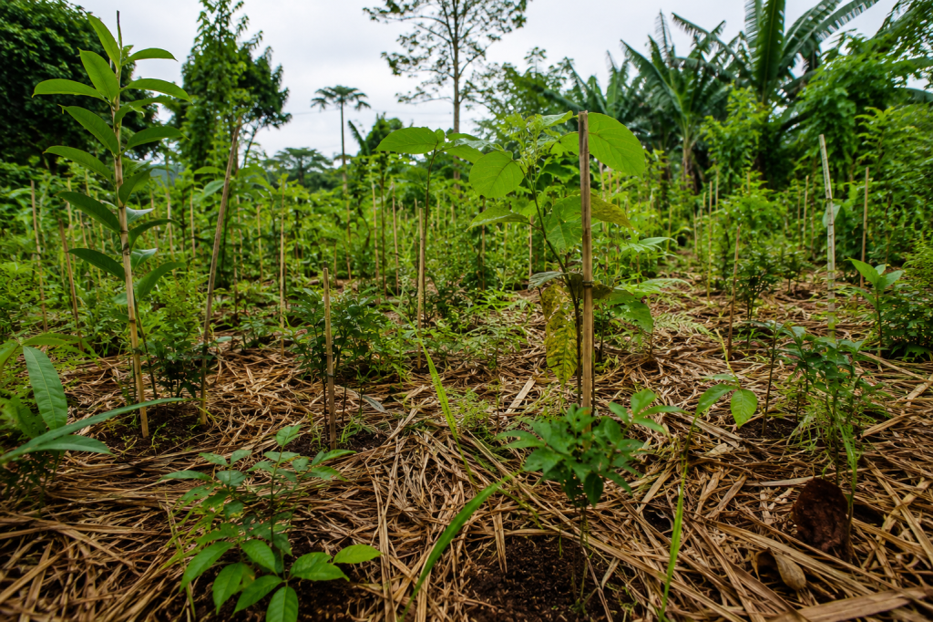 Petak penanaman bibit pohon kerapatan tinggi dengan metode Miyawaki untuk akselerasi pertumbuhan hutan mini.